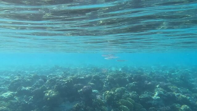 well camouflaged squid (Loligo vulgaris) swimming in blue shallow water between reef top and reflecting water surface