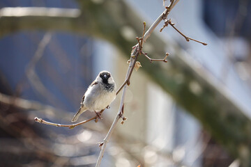 A sparrow on a branch in spring season