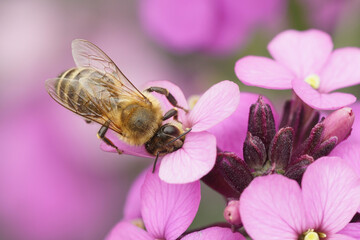Colorful purple closeup of a honey bee drinking nectar from a pink Wallflower, Erisymum cheiri