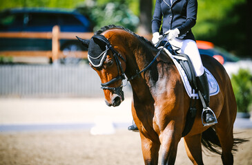 Dressage horse with rider in tournament, close up from the front with rider in front!.