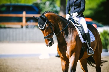 Fotobehang Dressage horse with rider in tournament, close up from the front with rider in front!. © RD-Fotografie