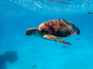 Green sea turtle ascends to the surface to breathe for air