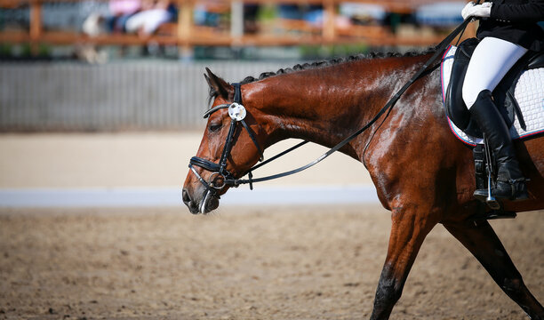 Horse dressage with rider relaxed on the long reins, portraits photographed from the side with the base of the neck..