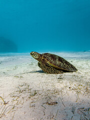 Green sea turtle resting a in a shallow and sandy reef.