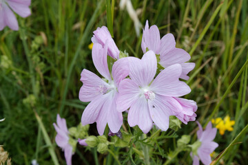 A pink flower in the nature in the Netherlands