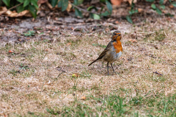 A ugly Robin in a garden in Germany.