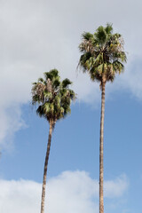 Palmeras