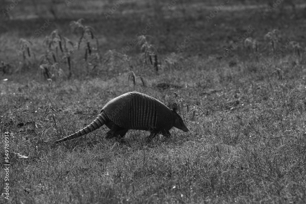 Wall mural Nine-banded armadillo in black and white in Texas grass field. - Wall murals