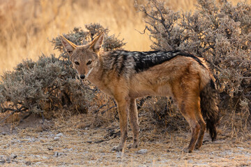 Fototapeta premium Jackal standing near bushes in Etosha National Park. Namibia