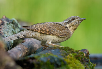 Eurasian wryneck (jynx torquilla) sitting on an wet lichen stick near water pond in early morning