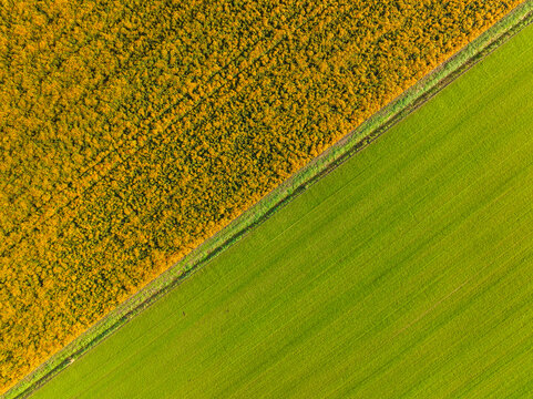 Aerial top view of field of marigolds and grassland, Noord-Brabant, Netherlands.