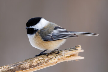 Fototapeta premium Close up of a Black-capped chickadee (Poecile atricapillus) perched on a branch during winter in Wisconsin. Selective focus, background blur and foreground blur. 