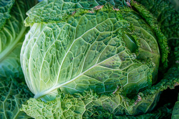 Fototapeta premium Close up of a head of fresh cabbage in Farmer's Market