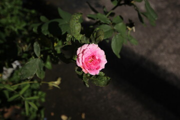 pink rose