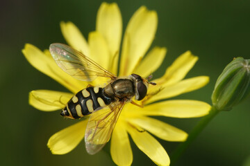 Closeup on a yellow striped Migrant hoverfly, Eupeodes corollae sitting on a yellow flower