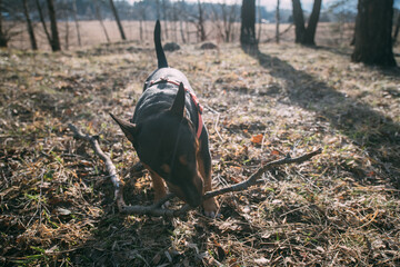 A young dog, a bull terrier, bites a stick, plays for a walk in the woods in nature on a sunny day.
