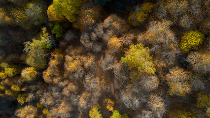 vista del frondoso bosque del cobre en el valle del Genal, Andalucía