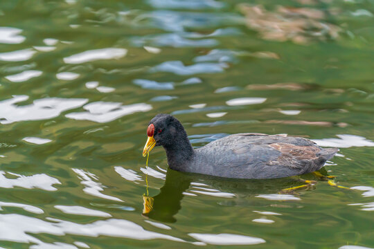 Andean coot in the water