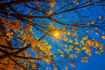 Tree autumn in the city at night