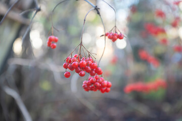 Background of beautiful red fruits of viburnum vulgaris. Red viburnum berries on a branch in the garden.