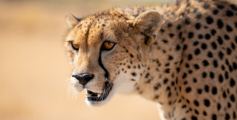 Isolated cheetah over blurred background with people reflected