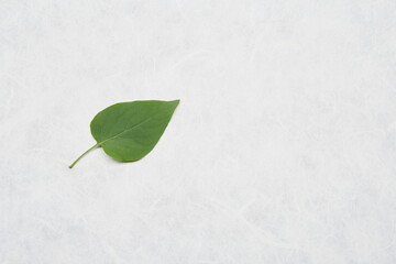 One alone green leaf on the plain recycled white paper background. Eco friendly organic bio green life concept