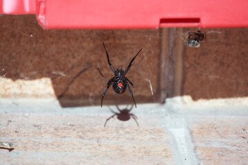 A black widow waiting for her prey in her spider web - obrazy, fototapety, plakaty