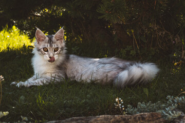 Junge Maine Coon Katze