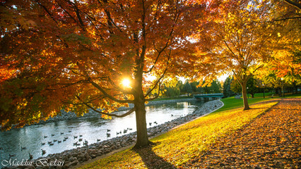 Fototapeta na wymiar autumn trees in the park. Battle Creek, MI