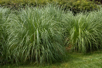 Cortaderia selloana 