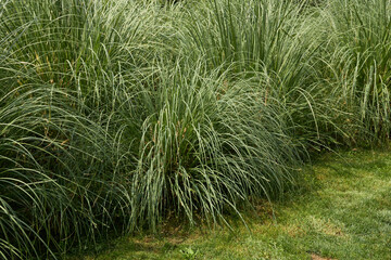 Cortaderia selloana 