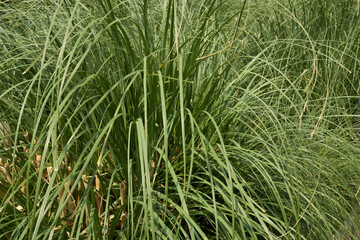 Obraz premium Cortaderia selloana 