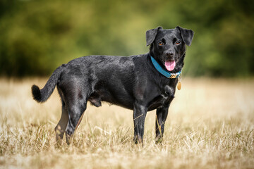 Black Patterdale Cross Border Terrier looking directly at the camera with tag for a name