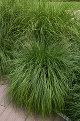 Miscanthus sinensis 