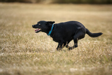 Black Patterdale Cross Border Terrier running from right to left