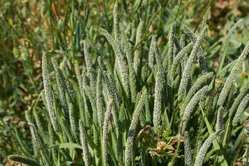Phleum pratense in bloom