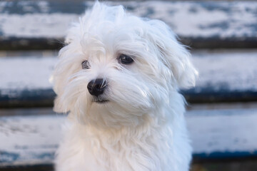 Little cute Maltese puppy outdoors in autumn.