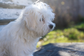 Little cute Maltese puppy outdoors in autumn.