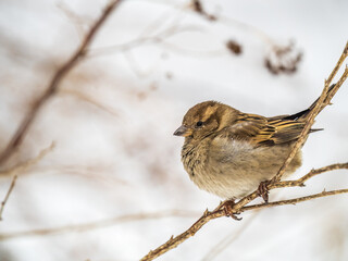 Sparrow sits on a branch without leaves.