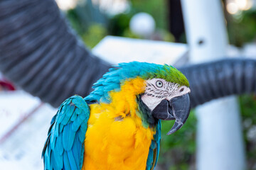 Close-up blue and yellow macaw