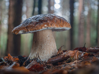Seitliche Aufnahme von einen einzelnen großen Steinpilz  zwischen Laub vor Bäumen und blauen Himmel.