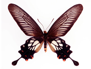 Fototapeta premium Unusual form butterfly isolated on white. Atrophaneura coon macro close up, papilionidae, collection butterflies, papilio, design element