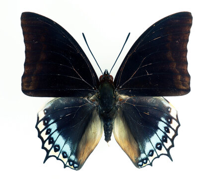 Colorful blue black butterfly isolated on white, Charaxes euryalus macro close up, nymphalidae, collection butterflies, design element