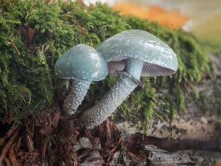 Zwei blaue Grünspan-Träuschlinge (Stropharia aeruginosa) wachsen nebeneinander im Moos auf einen...