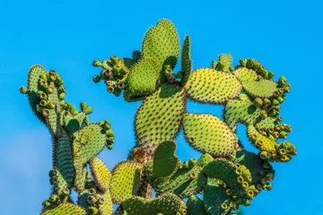 Foto op Canvas Giant cactus in Galapagos Islands © William Huang