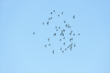 Taubenschwarm im Flug vor wolkenlosem Himmel