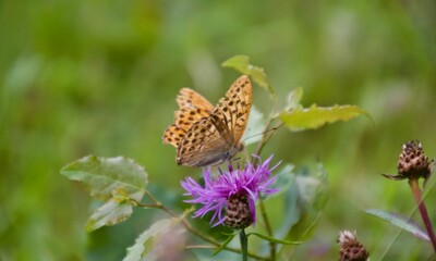 Butterfly. Summer flower meadow, Latvia.