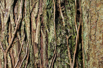 bark of a tree