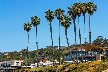 Beautiful spring landscape with palms trees and blue sky in San Diego,California.	