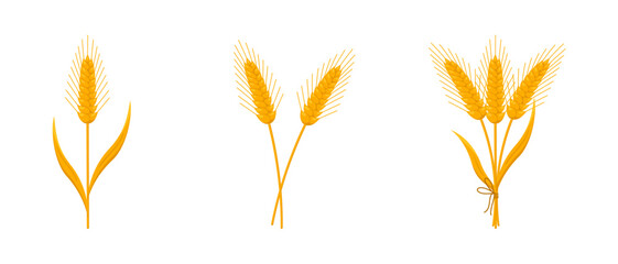 Set of wheat spikelets isolated on white background. Agriculture plant. Vector cartoon illustration